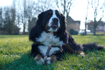 Bernese Mountain Dog chewing a stick in the park