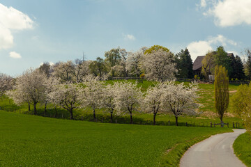 Fototapeta na wymiar Blossoming cherry trees in Hagen, Osnabrueck country, Germany