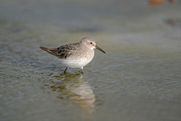 The white-rumped sandpiper (Calidris fuscicollis)