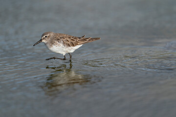 The white-rumped sandpiper (Calidris fuscicollis)
