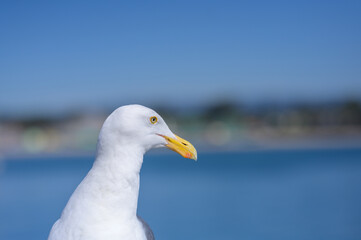 seagull on the beach