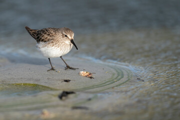 The white-rumped sandpiper (Calidris fuscicollis)