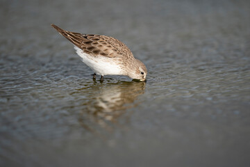The white-rumped sandpiper (Calidris fuscicollis)