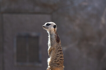 meerkat on the lookout