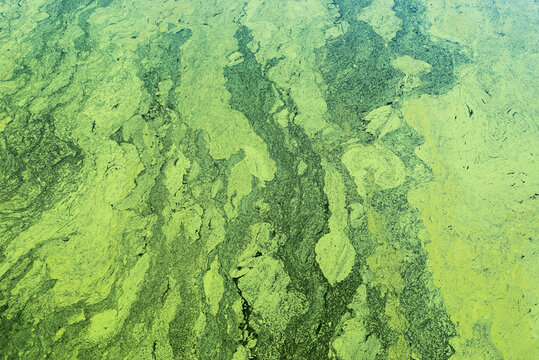 green color background with cyanobacteria on water
