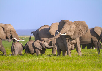 Elephant mother flaps ears and sticks out her trunk to make trumpet sound 