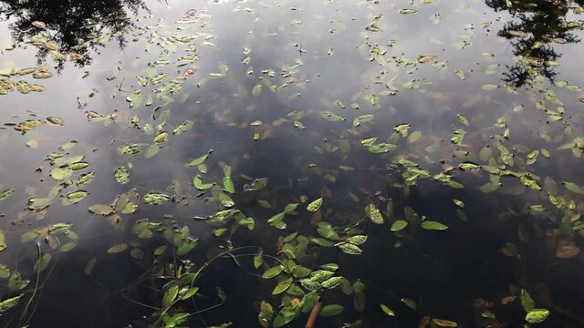 Pondweed in a lake, panning shot