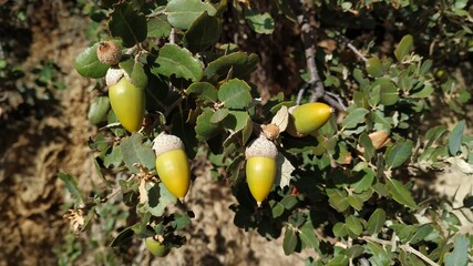 Holm oak (Quercus rotundifolia) acorns in late summer. This species is an evergreen oak native to the western Mediterranean region. © 9elisa9