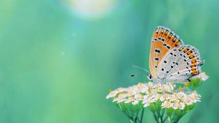 Fototapeta na wymiar One butterfly roosting on a inflorescence, close-up side view with a blurred background. Orange butterfly on a blurred fairytale wild meadow background.