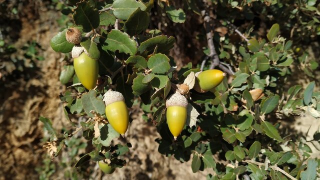 Holm oak (Quercus rotundifolia) acorns in late summer. This species is an evergreen oak native to the western Mediterranean region.