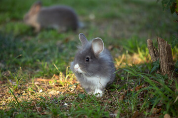 grey fluffy bunny