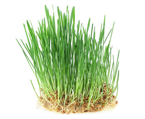 Germs of young wheat isolated on a white background. Fresh wheat grass. Wheat sprouts.