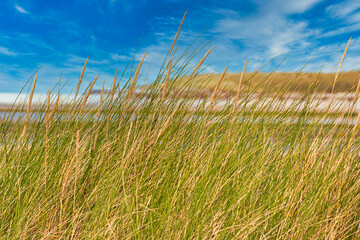 Texel Island - north sea beach with flowers and grass