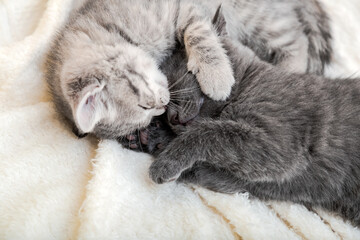 Naklejka na ściany i meble Two cute tabby kittens kissing sleeping on white soft blanket in yin yang shape. Cats rest on bed. Black and white kittens have a kiss. Feline love and friendship in valentine day.