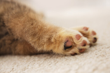 Obraz premium Adorable Akita Inu puppy on carpet indoors, closeup of paws