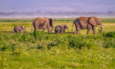 African elephant family, Loxodonta Africana, two small baby calves happy playful and flapping ears in Amboseli National Park Kenya East Africa © Nicola.K.photos