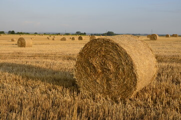 Field with straw bales after harvest on a background cloudy sky