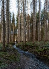 Fototapeta premium A hike through the forest in the Westerwald in winter