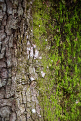 OakTree Bark Green Moss
