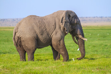 Naklejka na ściany i meble Large bull elephant (Loxodonta Africana) with part of tail missing and muddy wet head. Side view. Green grasslands of Amboseli National Park, Kenya
