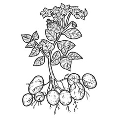 Fototapeta premium Potato plant. Engraving raster illustration. Sketch scratch.