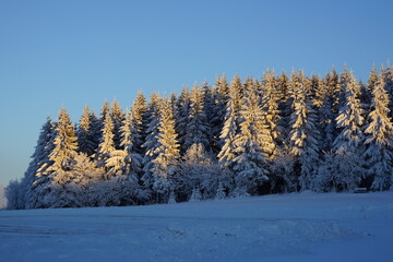 Evening Light On Winter Forest Edge