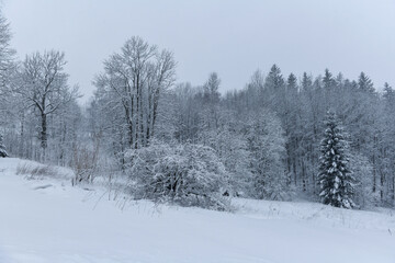 Winter in Krkonose mountains, Czech Republic pure white snow,