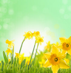 Bright and colorful flowers of daffodils on the background of the spring landscape.