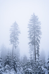 Mysterious atmosphere in the winter forest - III