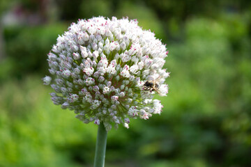 Bee and garlic flower close up, on blurred green background, selected focus