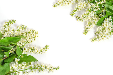 Obraz na płótnie Canvas Greeting card background, cherry flowers on white background with copy space