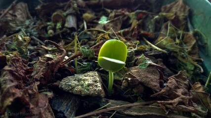mushroom in the forest