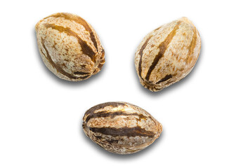 Cannabis Hemp seeds for growing. Medical marijuana. Organic cannabis plant. Macro close-up on white isolated background. 