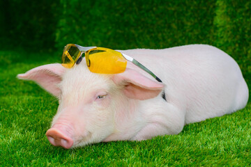 Pig in sunglasses on the grass