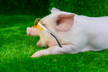 Pig in sunglasses on the grass
