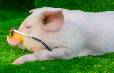 Pig in sunglasses on the grass