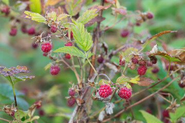 Ripe raspberries on bush