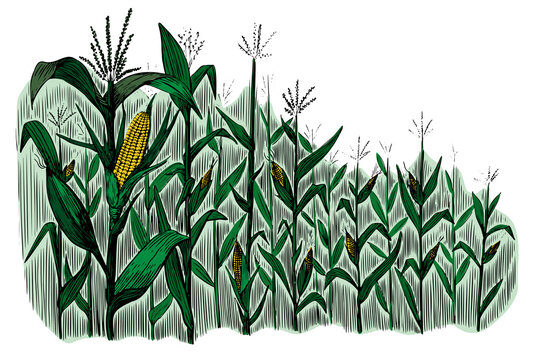 Black Corn Field Sketch In Vintage Style On White Background. Vintage Nature Illustration. Hand Drawn Illustration. Nature Background Vector.