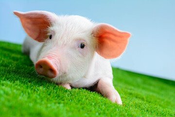 The piglet is resting on the green grass