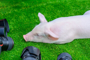 Piglet and a group of lenses