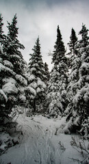 Snowy path through the pine trees