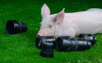 Piglet and a group of lenses