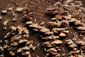 small white mushrooms on wood