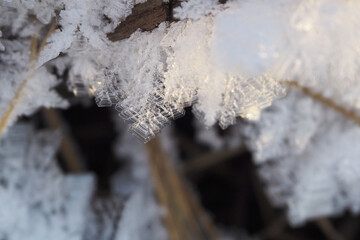 icicles on a tree