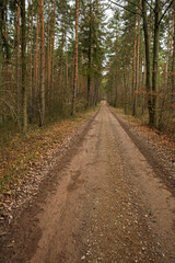 Fototapeta na wymiar Straight And Brown Gravel Road In A Pine Forest In Autumn