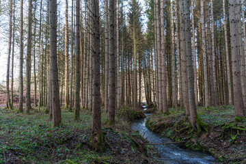 A hike through the forest in the Westerwald in winter