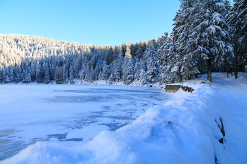 Fototapeta na wymiar Lav vert dans la Vallée de Munster en Alsace en hiver
