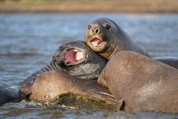 Fototapeta premium The southern elephant seal (Mirounga leonina)