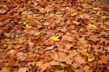 Berlin, Germany - October 16, 2013: Ground full of autumn leaves