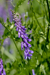 Flowers of a downy vetch in summer, fodder fetch, shaggy fetch, hasiry fetch - Vicia villosa - free growing on a meadow, Bavaria, Germany